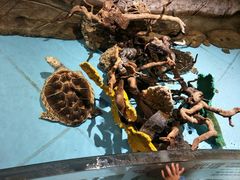 -芜湖新华联大白鲸海洋公园