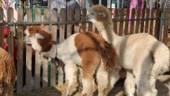 -萌宠亲子动物乐园(槐房万达店)