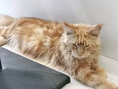 -平行世界·猫咖(首经贸店)