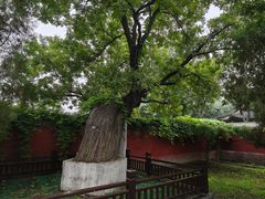 -天宁寺