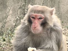 -苏州上方山国家森林公园