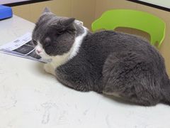 -格蕾宠物医院24H·猫科·肿瘤科·骨科中心(福州总院)