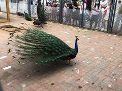 -长白岛森林公园