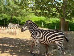 -北京野生动物园