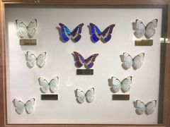 -上海昆虫博物馆