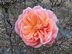 -都江堰玫瑰花溪谷
