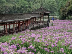 -龙头寺公园