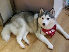 -Husky Go! 哈士奇体验馆·宠物咖啡厅狗咖