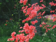 -上海滨江森林公园