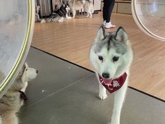 -Husky Go! 哈士奇体验馆·宠物咖啡厅狗咖