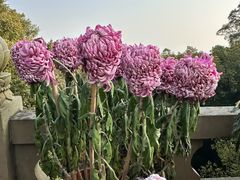 -南山植物园