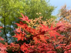 -铁山坪森林公园