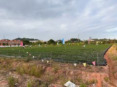 -长洲岛都市农业公园