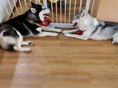 -Husky Go! 哈士奇体验馆·宠物咖啡厅狗咖