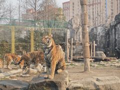 -上海野生动物园