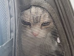 -佳雯宠物医院·皮肤科·内外科(春晓路分院)