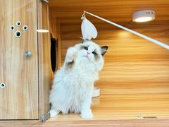-猫十亿·布偶金渐层·曼基康矮脚猫舍(青年路店)