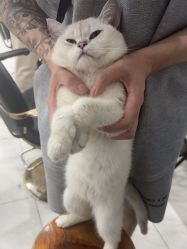 -镁连社·美联社