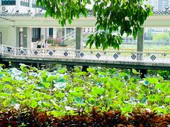 -荔湾湖公园