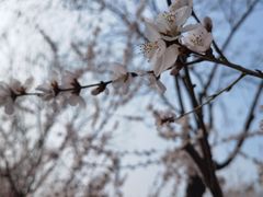 -桃花堤公园