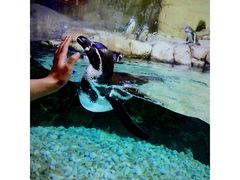 -迪拜水族馆及水下动物园