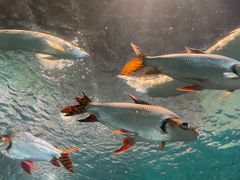 -上海海洋水族馆