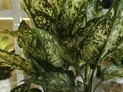 -桂林市花鸟市场