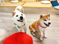 -柴迷FANS CLUB·柴犬狗咖·猫咖