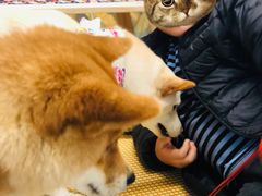 -柴迷FANS CLUB·柴犬狗咖·猫咖