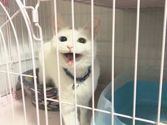 -纳吉亚猫专科动物医院·北北分院