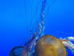 -太平洋海底世界