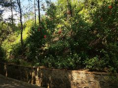 -红花湖景区