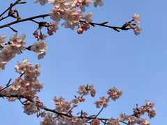 -顾村公园