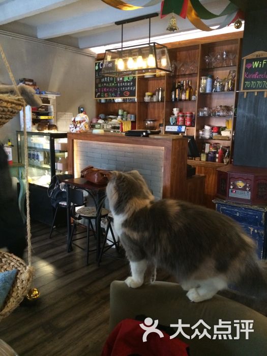 麒麟猫咪主题餐厅咖啡馆图片 