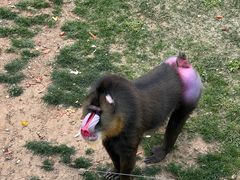 -大连森林动物园