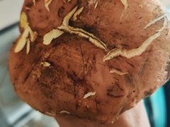 -原林野山菌火锅·炒菌(关上野生菌一条街店)