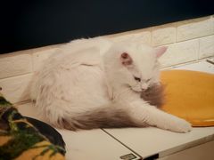 -平行世界·猫咖(首经贸店)