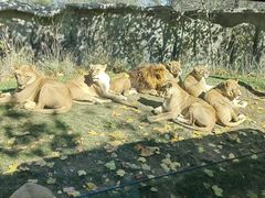 -北京野生动物园