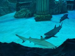 -芜湖新华联大白鲸海洋公园