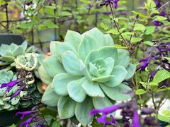 -鸡毛店·川菜(双楠店)