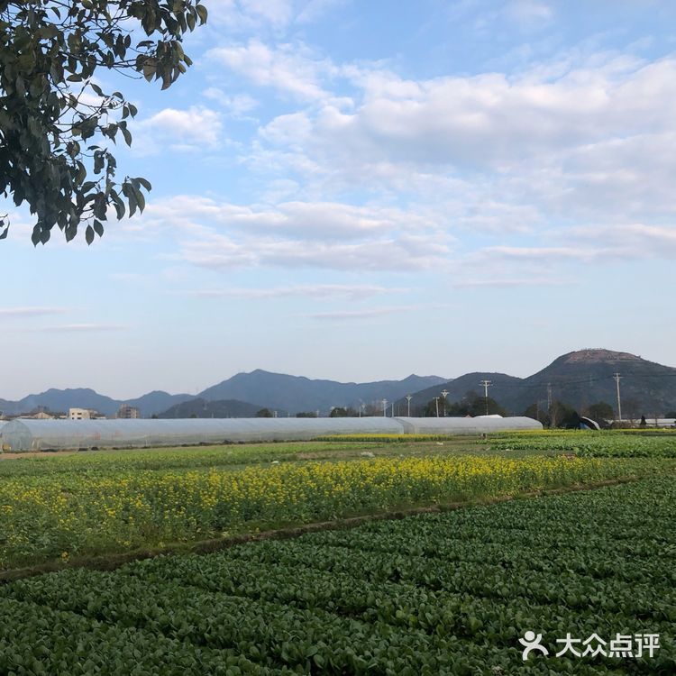 湖岭 桐浦油菜花 春季赏景好去处