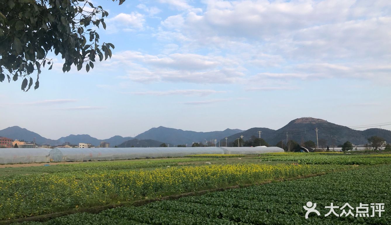 湖岭 桐浦油菜花 春季赏景好去处