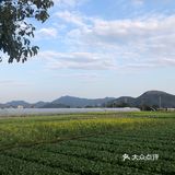 湖岭 桐浦油菜花 春季赏景好去处