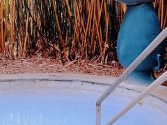 -森波拉火山温泉