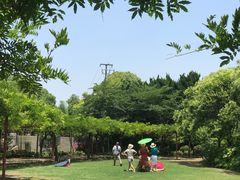 -嘉定紫藤园