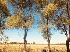 -白渔泡湿地公园