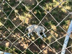 -西霞口神雕山野生动物世界