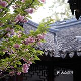 在狮子林遇上梦幻紫