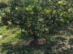 -南汇老顾农家乐采摘大团水蜜桃采摘店