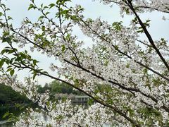 -顾村公园